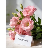【Easy to grow】Double Leaf Eustoma Seeds Easy to Plant Live and Bloom Continuously in Four Seasons