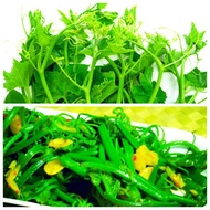 Quality Seeds ️Gourd seeds, pumpkin seeds that eat buds, eat flowers, zucchini seeds, super bud squa