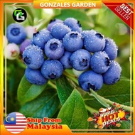 Anak Pokok Blueberry Misty Low Land Pokok Rare