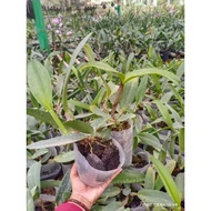 Anggrek Cattleya Hybrid Dewasa Siap Berbunga/Cattleya bunga besar