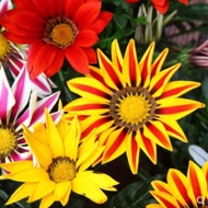 🇲🇾Ready stock Garden flowers 10pcs Mix color  Gazania flower seed 勋章花种子