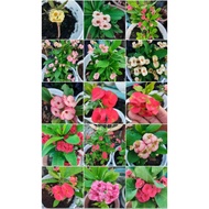 Keratan Pokok Bunga Mahkota Berduri