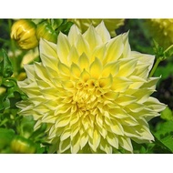 DINNER PLATE DAHLIA TUBER ID KELVIN FLOOD LIGHT