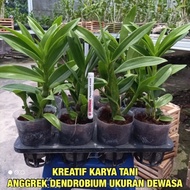 Anggrek Dendrobium - Anggrek Dendrobium Bunga RR