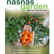 Benih Cili Butang Oren / Orange Round Chilli Seeds / Chili Seed 15pcs Biji