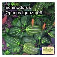Echinodorus Opacus Iguazu 09’ (Low Tech Aquatic Plant) | Suitable for Beginners