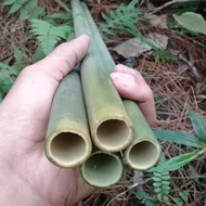 Bambu tamiang buat bahan suling panjang 60cm 15batang