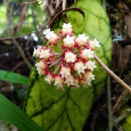 Bunga/Live Plant/READY STOCK/Hoya Sp.Borneo/RARE [HOYA SP. BORNEO]