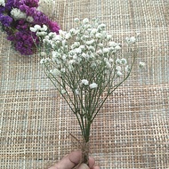 Dried Flowers Mini Bouquet Flower Gypsy Statis Sui Caspia