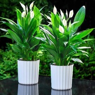 Peace Lily 白掌 Indoor Plant Spathiphyllum