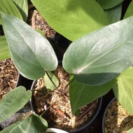anthurium corong hybrid
