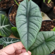 Tanaman hias Alokasia | Alocasia Bisma | ukuran S