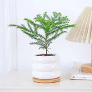 Nanyangshan Potted Plants Desktop Good-Keeping Raising Small Green Plants Bonsai Flowers Indoor Foli