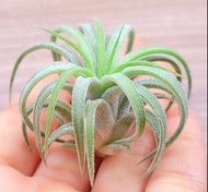 空氣草&厚葉精靈#Tillandsia #空氣鳳梨 #Airplant