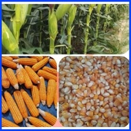✆ ◬ ⇦ HYBRID CORN HYBRID CORN SEEDS DEKALB/PIONEER (1Kilo) FEEDS CORN (BINHI) 1KILO DEKALB/PIONEER