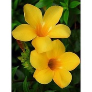5 KERATAN BATANG POKOK BUNGA ALAMANDA KUNING 2 PIECES OF STEM CUTTING YELLOW ALAMANDA FLOWER