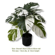 Plant Variegated Monstera Albino (artificial) home decor Aplant617