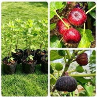 pokok tin araki/pokok sedia berbuah/pokok tut
