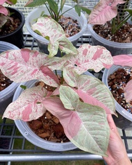 Tanaman Hias Syngonium Milk Confetti