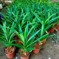1 Plant Free Shipping Xinmatai Pandan Leaf Seedlings Pandan Leaf Seedlings Colorful Leaf Seedlings P
