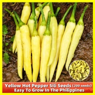 Yellow Hot Pepper Sili Seeds - High Yielding Variety 200 Seeds Yellow Hot Pepper Seeds for Planting 