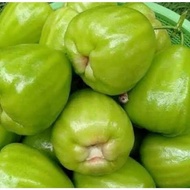 Jambu Air Cincalo Hijau Bibit Tanaman Buah Jambu Air Cincalo Hijau Okulasi