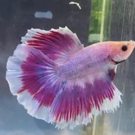 IKAN CUPANG HIAS MURAH  HALFMOON DT PINK
