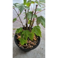 Trident Maple Tree/Acer Buergerianum