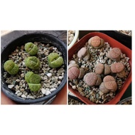 *EdenElf* Lithops Fulviceps 微纹玉 屁屁 生石花