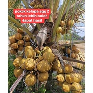 Anak pokok kelapa SGG dan Kelapa Pandan