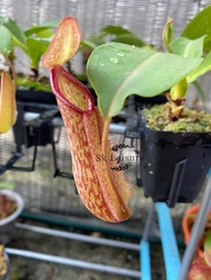 Nepenthes x Miranda small seeding 3cm- 7cm  - Live carnivorous plants 米兰达猪笼草3cm-7cm