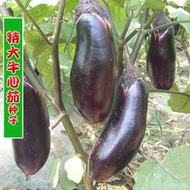 牛心紫罐茄種種子 種籽茄子種籽紫黑茄露地春季四季播壽光蔬菜種子 種籽