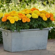 Dwarf marigold seeds mixed 50 seeds made in America 35-40 cm