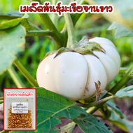 เมล็ดมะเขือจานขาว​ บรรจุ 40-100 เมล็ด เมล็ดพันธุ์อินทรีย์  พื้นบ้าน ปลูกต่อได้ มะเขือขาว ทรงฟักทอง บ