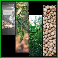 ◱ ☏ kadyos / kardis /pigeon pea (homegardening)