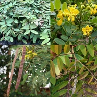 pokok ulam  juar / kelek / senna siamea (herba) +freegif🎁✅
