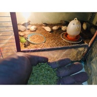 Rumin chicken food / Chicks - Laying chickens