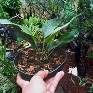 Tanaman Hias Anthurium - Anthurium