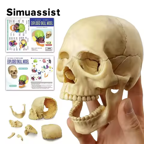 15PCS/SET Anatomy Exploded Skull Model 4D Disassembled Classic Skull Model Detachable Medical Teachi