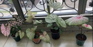 彩葉芋