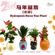 [CNY 2026] TKL - Lucky Plant Bamboo Great Growing Bamboo FengShui [马年2026] 吉祥栽盆