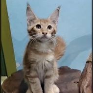 Kucing kitten mainecoon pure anakan ped CFA betina oren 3 bulan