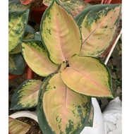 GLE -006 SULTAN BRUNEI - Tanaman hias aglonema / aglaonema