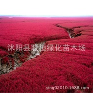 Ready Stock Quick Shipment Alkali Fluffy Grass Seed Alkali Fluffy Grass Wing Alkali Fluffy Seed Yell