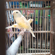 Terlaris burung kenari sepasang siap produk