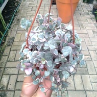 Terbaru Tanaman Hias String Of Heart Variegata Rimbun Pot Gantung