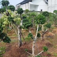 tanaman hias bonsai beringin korea - bonsai beringin Korea mikro