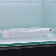 Channa Asiatica Platinum 6-7cm -/+ Garansi Platinum