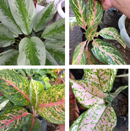 AGLAONEMA SILVER BAY PINK VALENTINE BOXER AND SUBSUKORN AGLAONEMA INDOOR OUTDOOR PLANT LIVE PLANT LIVE PLANTS