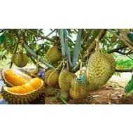 Anak pokok durian musang king(D197),💯original